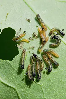 Nasturtium: Large White - Newly hatched caterpillars eating