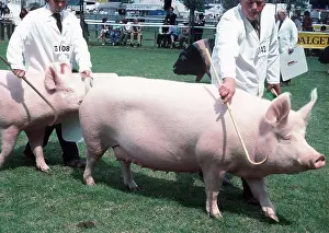 Size: LARGE WHITE PIG - At show