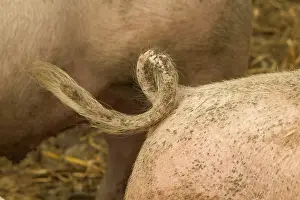 Spirals: Large White Pig - close-up of tail