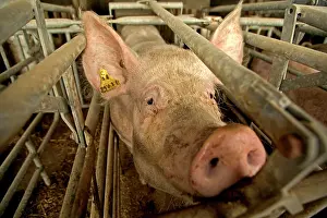 Intensification: Large White PIG - in pen