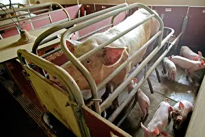 Intensification: Large White PIG - in pen, adult with piglets