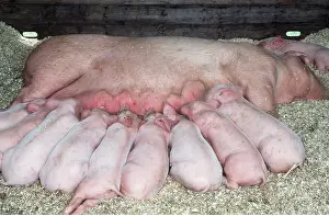 Sows: LARGE WHITE PIG - sow feeding nine very young piglets