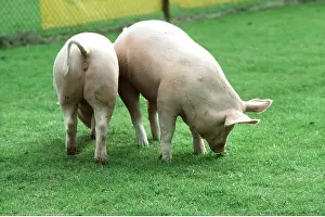 Pigs: Large White Pigs