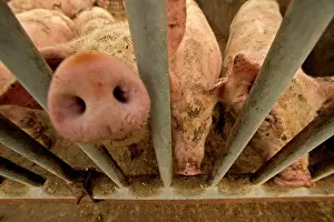 Intensification: Large White PIGS E behind bars in pen