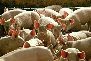 Intensification: Large White PIGS - in pen