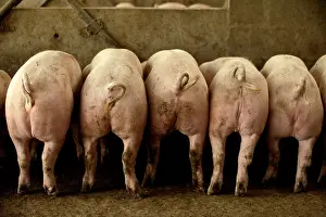 Intensification: Large White PIGS - rear view, lined up in pen