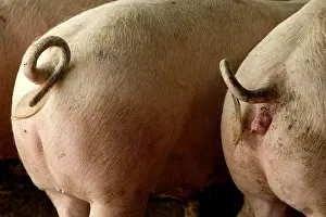 Curly: Large White PIGS - rear view showing curly tails