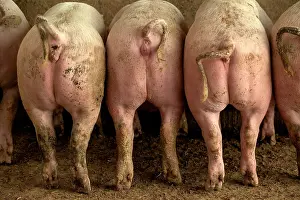 Trough: Large White PIGS - rear view, showing curly tails