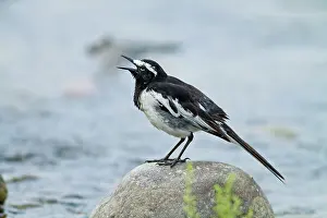Wagtails: Large White Wagtail - singing, . Corbett National