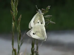 Pieris: Large White's (Pieris brassicae) mating at the