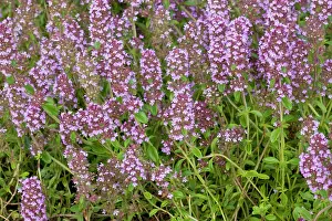 Thyme: Large Wild Thyme
