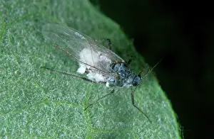 Salix: Large willow aphid