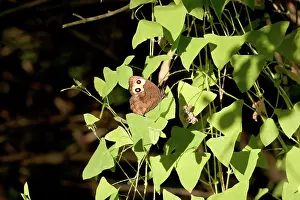 Grayling: Large Wood Nymph Butterfly