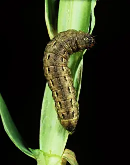 Underwing: Large yellow underwing
