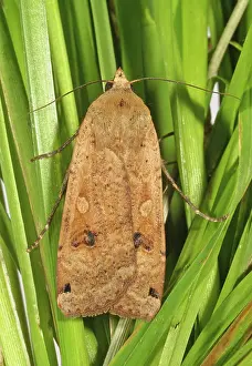 Devon: Large yellow underwing moth