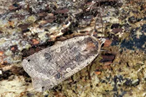 Underwing: Large Yellow Underwing Moth - male