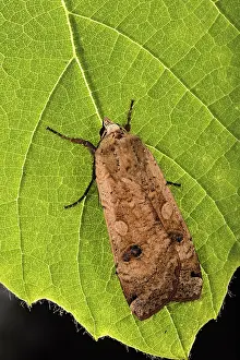 Noctuidae: Large yellow underwing (Noctua pronuba) resting