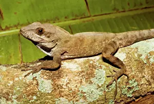 Naturalized: Largehead Anole