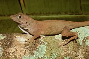 Naturalized: Largehead Anole