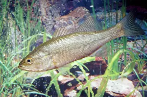 Basses: Largemouth Bass