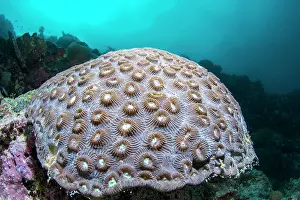 Visayan: Larger knob coral (Dipsastraea speciosa), Moalboal