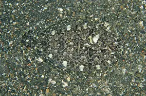 Flounder: Largescale Flounder