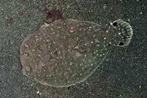 Straits: Largescale Flounder