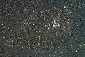 Flatfish: Largescale Flounder camouflaged on black sand