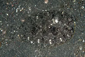 Flounder: Largescale Flounder camouflaged on sand during night dive