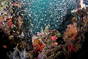 Estuarine: Largespined Glassfish / Estuarine Glass Perchlet