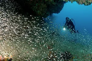 Schools: Largespined Glassfishes - with diver