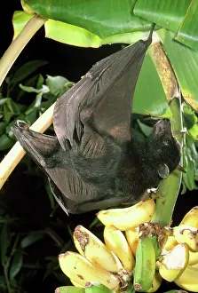 Bananas: Largest Australian Fruit Bat / Black Flying Fox