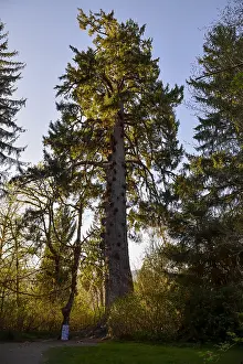 Leesonphoto: Largest known Sitka Spruce Tree (Picea sitchensis)