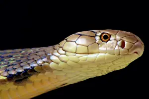 Elapidae: The largest venomous snake species in the world