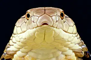 Elapidae: The largest venomous snake species in the world