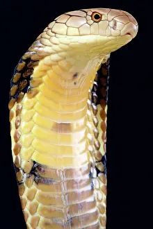 Elapidae: The largest venomous snake species in the world