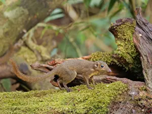 Malaysia: LargeTree Shrew Tupaia tana Sabah, Malaysia, Bor