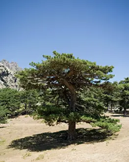 Corsican: Laricio / Corsican Pine - BavellaIs Pass 1218 m