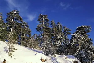 Laricio: Laricio Pine Trees - in snow