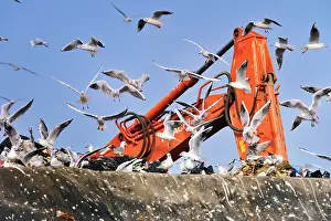 Discharge: Laridae