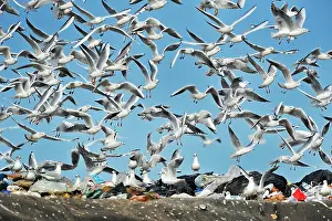 Discharge: Laridae
