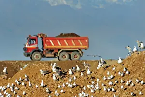 Truck: Laridae