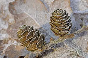 Larix: lariks