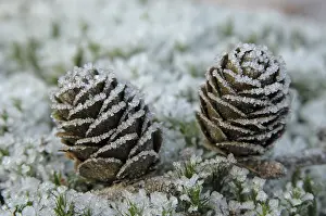 Larix: lariks