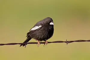 Buntings: Lark Bunting - adult male perched on barbed wire fence