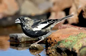 Lark: Lark Bunting (Calamospiza melanocorys)
