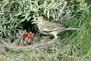 Lark: Lark Bunting at nest