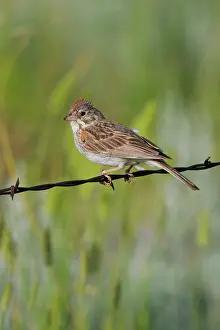Chondestes: Lark Sparrow