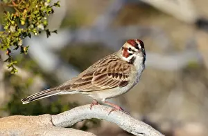 Chondestes: Lark Sparrow