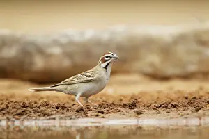 Chondestes: Lark Sparrow